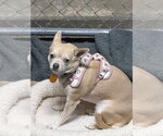 Small Chihuahua
