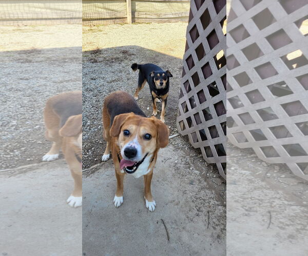 Medium Photo #25 Beagle-Unknown Mix Puppy For Sale in Germantown, OH, USA
