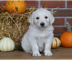 English Cream Golden Retriever Puppy for sale in FREDERICKSBG, OH, USA