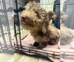 Bernese Mountain Dog-Poodle (Miniature) Mix Dogs for adoption in Valrico, FL, USA