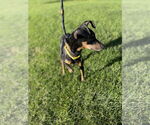 Small #3 Miniature Pinscher