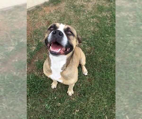 Medium Photo #1 Mutt Puppy For Sale in Grovetown, GA, USA
