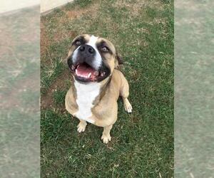 Mutt Dogs for adoption in Grovetown, GA, USA