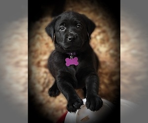 Labrador Retriever Puppy for sale in CARMICHAEL, CA, USA