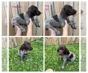 German Shorthaired Pointer Puppy for Sale in FAYETTEVILLE, Pennsylvania USA