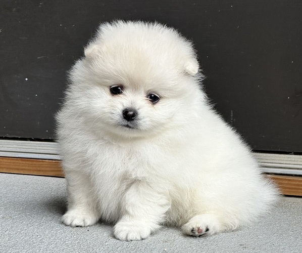 Medium Photo #1 Pomeranian Puppy For Sale in LOGANVILLE, GA, USA