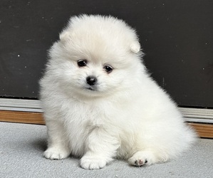 Pomeranian Puppy for sale in LOGANVILLE, GA, USA