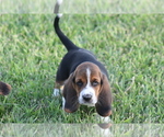 Small Photo #18 Basset Hound Puppy For Sale in MEMPHIS, MO, USA