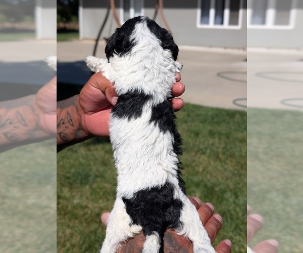 Medium Photo #34 Bernedoodle-Cavapoo (Miniature) Mix Puppy For Sale in SACRAMENTO, CA, USA
