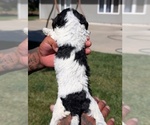 Small #4 Bernedoodle-Cavapoo (Miniature) Mix