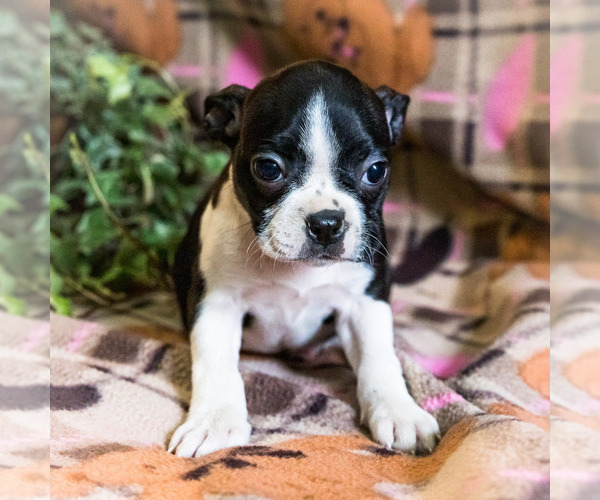 Medium Photo #10 Boston Terrier Puppy For Sale in WAKARUSA, IN, USA