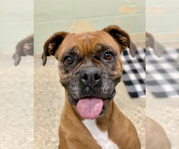 Medium Photo #2 Boxer Puppy For Sale in Austin, TX, USA
