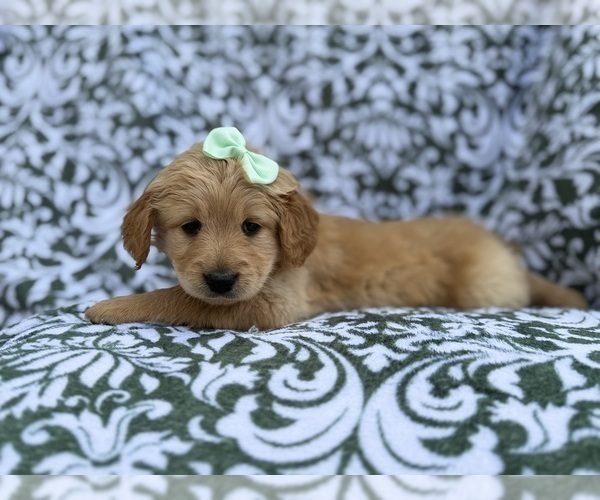 Medium Photo #2 Goldendoodle Puppy For Sale in LAKELAND, FL, USA