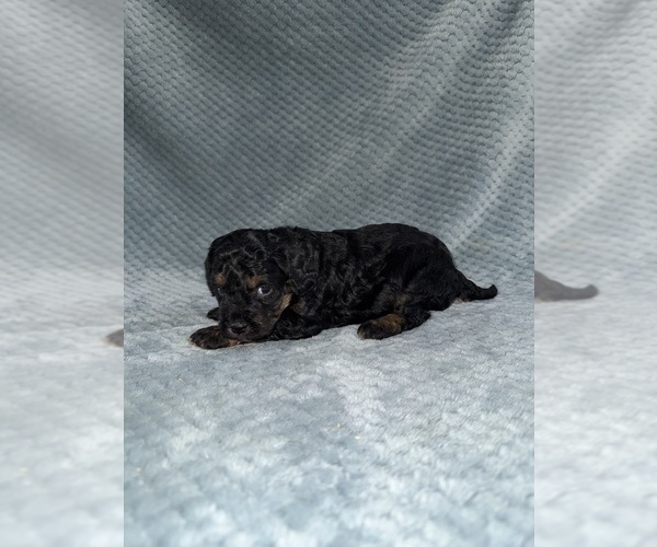 Medium Photo #5 Cavapoo mix (+ Poodle Miniature) Puppy For Sale in MUNFORDVILLE, KY, USA