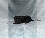 Small Photo #33 Cavapoo mix (+ Poodle Miniature) Puppy For Sale in MUNFORDVILLE, KY, USA