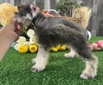 Small #2 Schnauzer (Miniature)