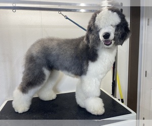 Mother of the Sheepadoodle puppies born on 02/24/2024
