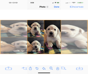 Medium Labrador Retriever