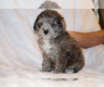 Small #6 Poodle (Toy)
