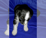 Small Photo #7 Miniature Australian Shepherd Puppy For Sale in HILLIARD, OH, USA