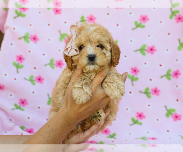 Medium Photo #4 Cavapoo (Miniature) Puppy For Sale in LIBERTY, KY, USA