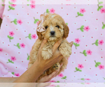 Small #3 Cavapoo (Miniature)