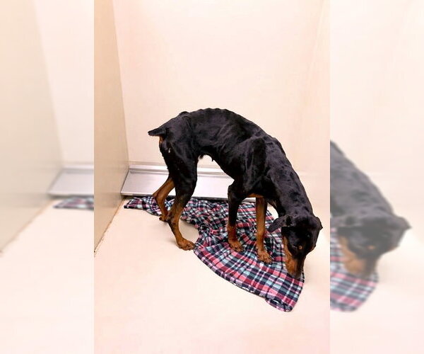 Medium Photo #3 Doberman Pinscher Puppy For Sale in Omaha, NE, USA