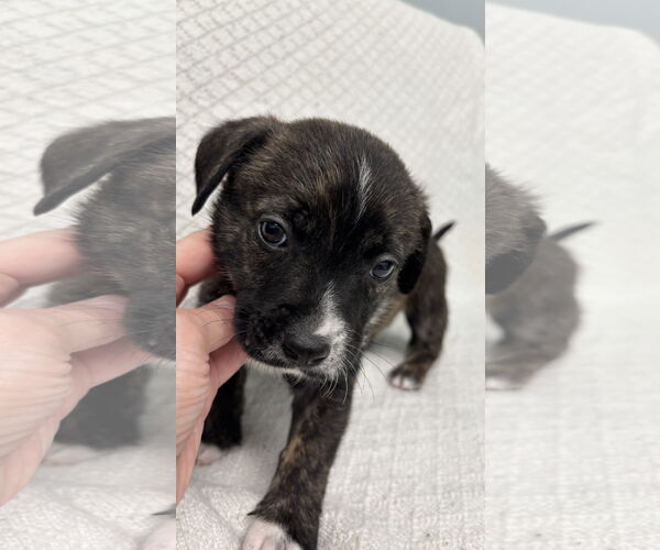 Medium Photo #1 Toy Rat Doxie Puppy For Sale in Holly Springs, NC, USA