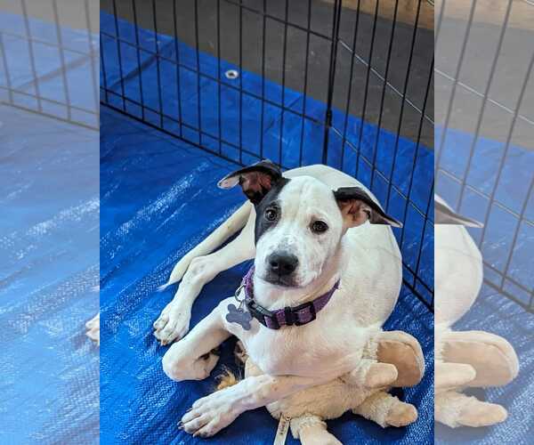 Medium Photo #23 Mutt Puppy For Sale in Holly Springs, NC, USA