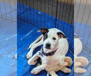 Parker - Louisiana Litter - Male Mutt Dog for Adoption - Photo #23