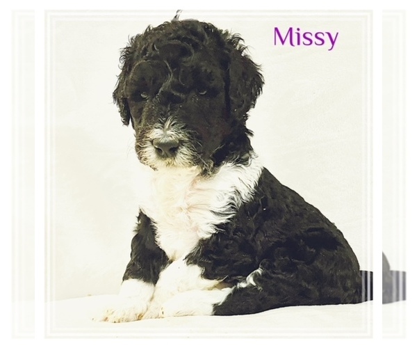 Medium Photo #2 Goldendoodle Puppy For Sale in WYLIE, TX, USA