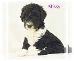Small Photo #2 Goldendoodle Puppy For Sale in WYLIE, TX, USA