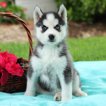 Medium Photo #1 Siberian Husky Puppy For Sale in GAP, PA, USA