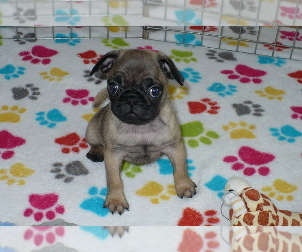 Medium Photo #1 Pug Puppy For Sale in ORO VALLEY, AZ, USA