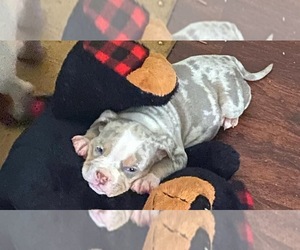 American Bully Puppy for sale in MISSOURI CITY, TX, USA