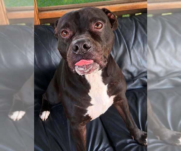 Medium Photo #1 Mutt Puppy For Sale in Martinsburg, WV, USA