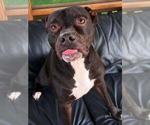 Mutt Dogs for adoption in Martinsburg, WV, USA