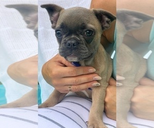French Bulldog Puppy for sale in TAMPA, FL, USA