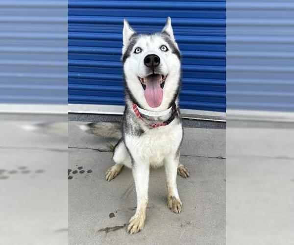 Medium Photo #1 Siberian Husky Puppy For Sale in Bakersfield, CA, USA