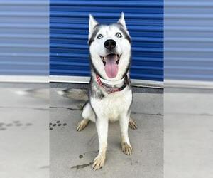 Siberian Husky Dogs for adoption in Bakersfield, CA, USA