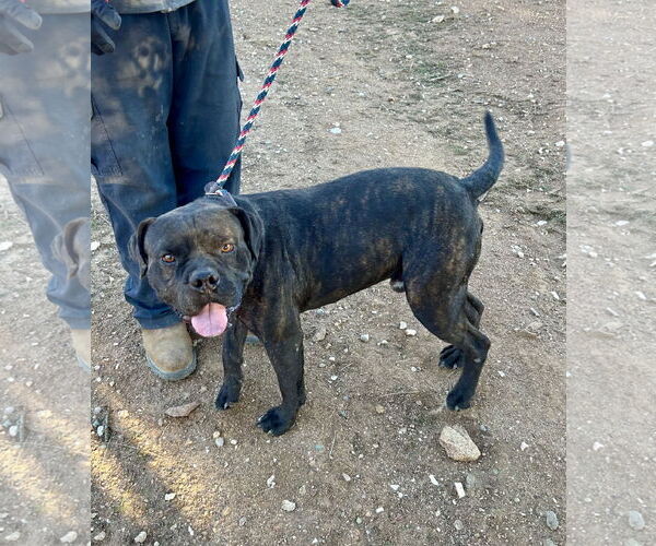 Medium Photo #4 Boxer-Unknown Mix Puppy For Sale in San Diego, CA, USA