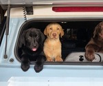 Small #12 Labrador Retriever