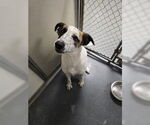 Small #1 Lab-Pointer