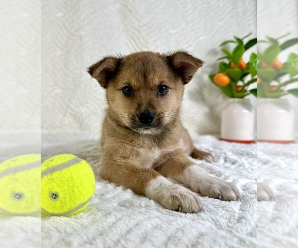 Medium Photo #4 Miniature Australian Shepherd-Pomsky Mix Puppy For Sale in GREENFIELD, IN, USA