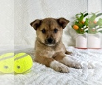 Small #3 Miniature Australian Shepherd-Pomsky Mix