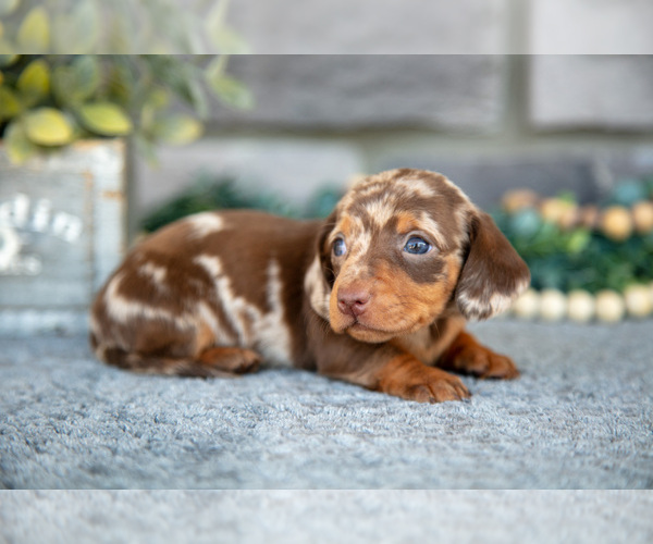 Medium Photo #13 Dachshund Puppy For Sale in TOPEKA, IN, USA