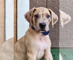 Small Photo #2 Great Dane Puppy For Sale in O NEALS, CA, USA