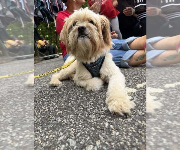 Medium Photo #15 Mutt Puppy For Sale in New York, NY, USA
