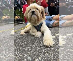 Duke (GA) - Male Mutt Dog for Adoption - Photo #15