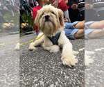 Small Photo #15 Mutt Puppy For Sale in New York, NY, USA